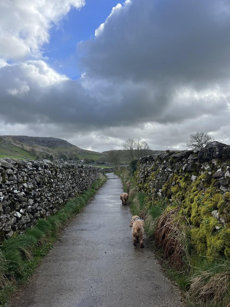 Early morning 🐾 walk up to 
#Feizor 
#YorkshireDales