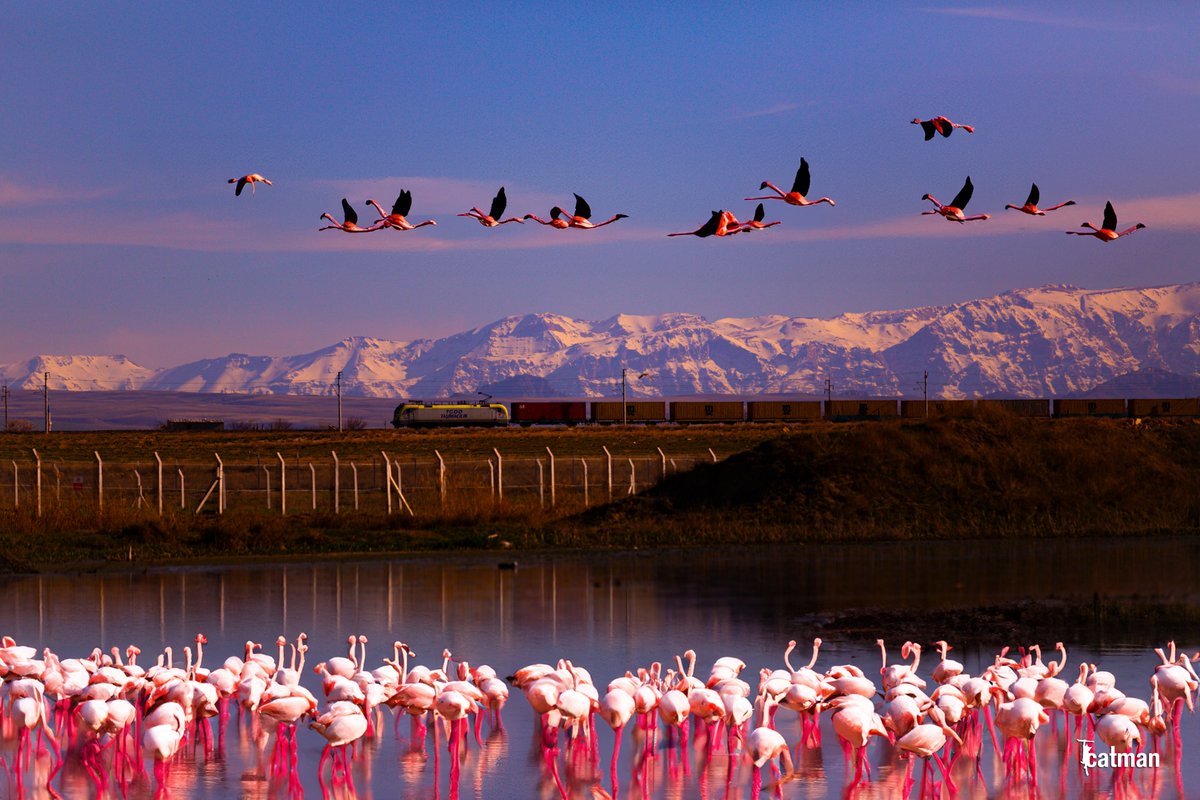 #AkkayaBarajı #Flamingo #Niğde #Turkey #NiğdeFotoSafari 📸 @fkkcat