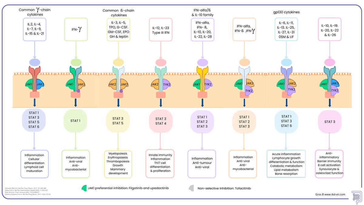 JAK-STAT pathways can be complex to understand, gaining insight into their functions helps us comprehend the consequences of their blockade. Bearing this in mind, I have done a summary attempting to synthesize this complexity focusing on #IBD therapies, I hope it proves useful.