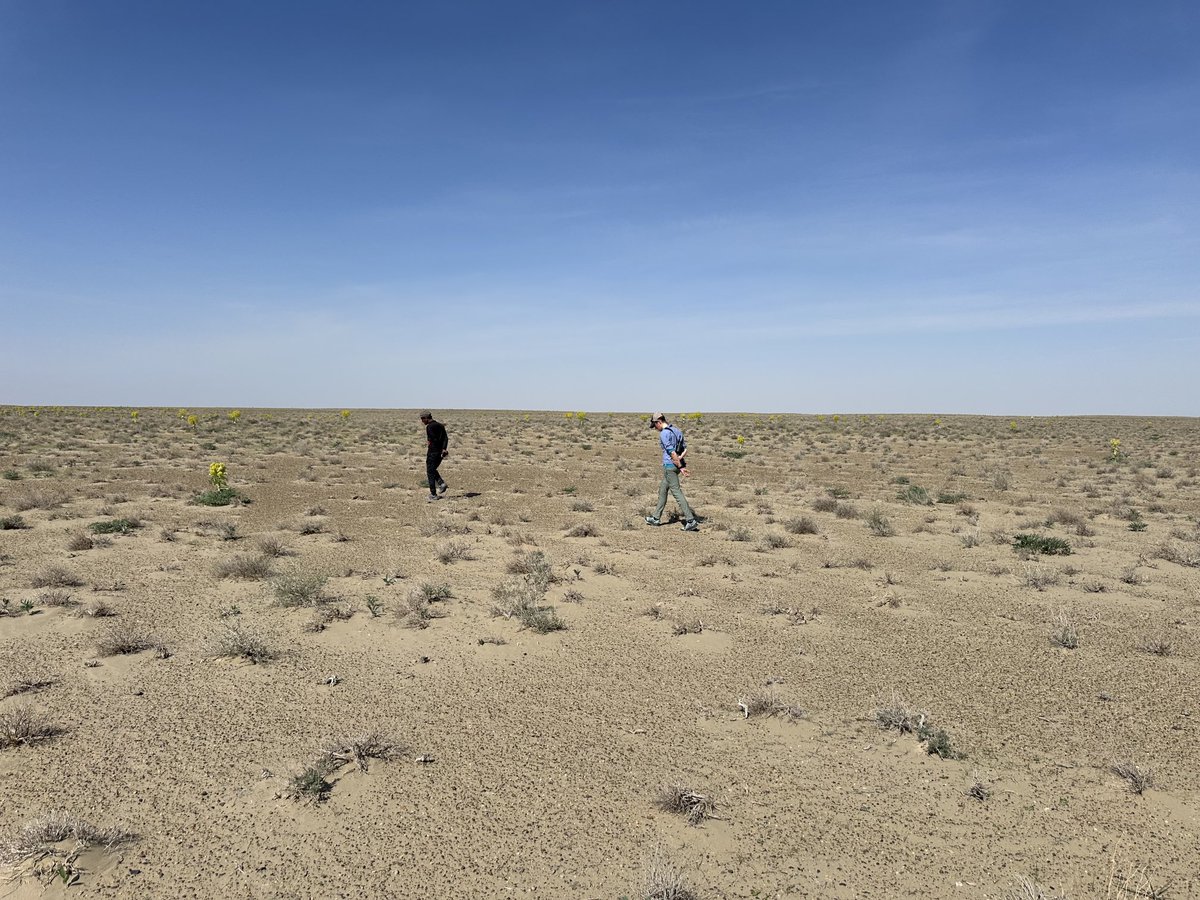 Fieldwork in the Kyzylkum, tracking Houbara