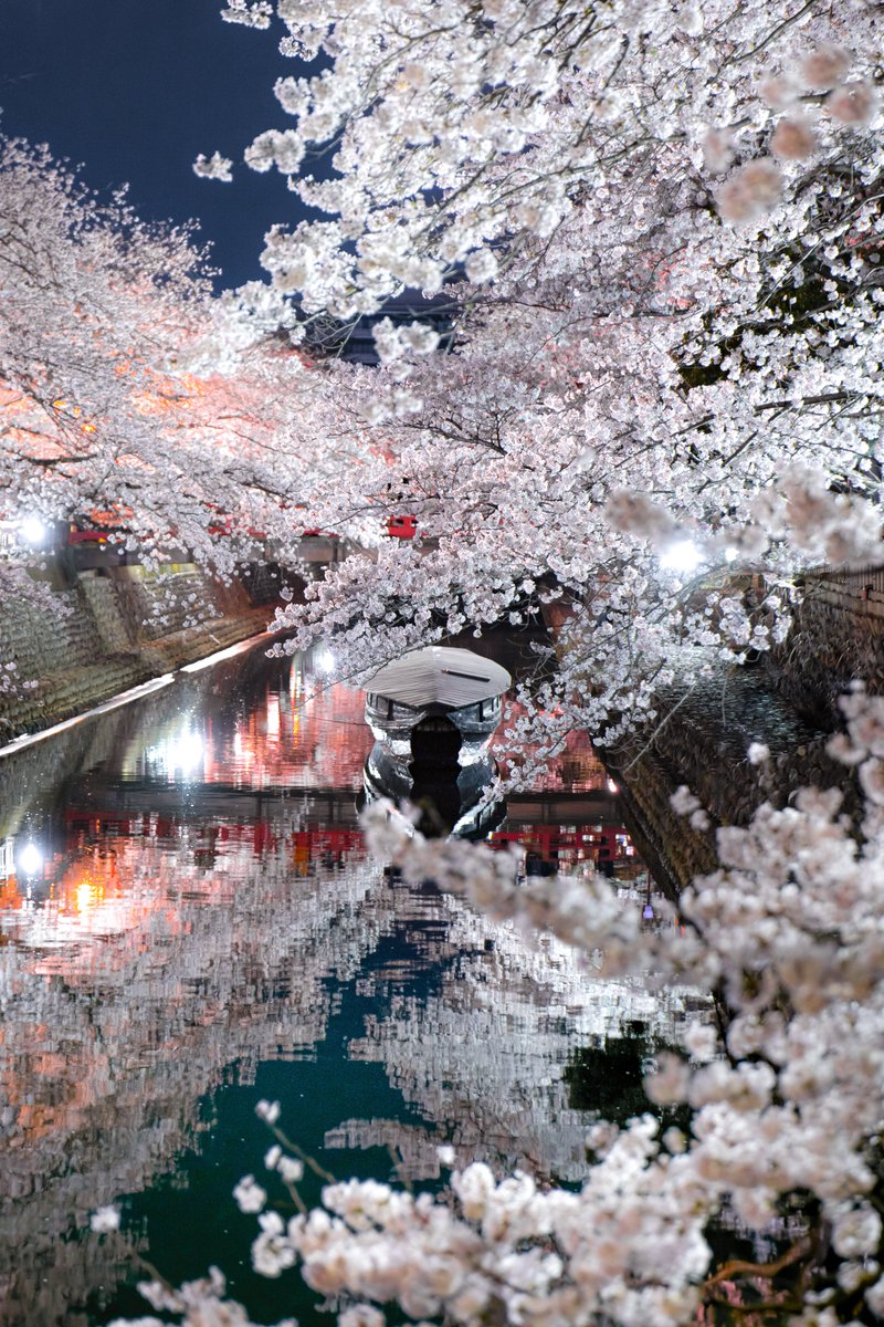 満開の夜桜が美しい $BEYOND