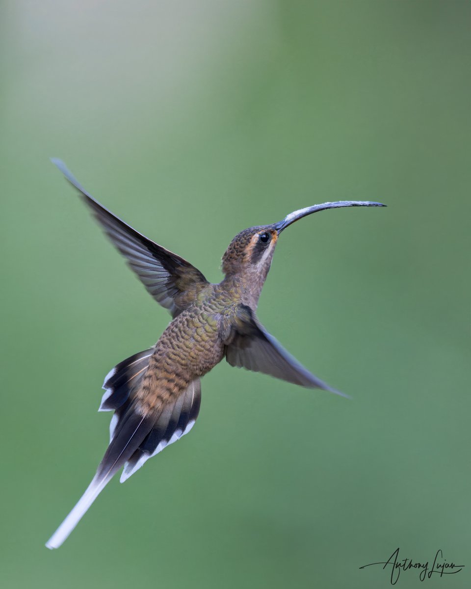 The Mexican Hermit is an endemic hermit. Mexican Hermit Phaethornis mexicanus IUCN status - Least Concern Endemic to Mexico La Pintada, Guerrero, Mexico Sony A1 - Sony 600mm #ALhummingbirdinflight #mexicanhermit #hermit #hummingbird #colibrí #beijaflor #mexicoendemic #Troch...