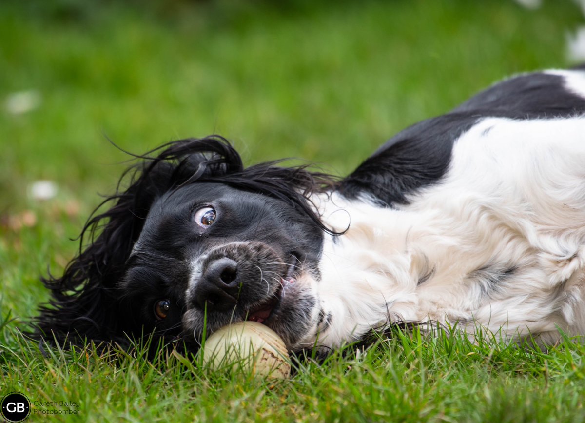 He’s normal …. honest! #photograghy #photographylover #nikon #nikonphotography #nikond750 #dogphoto #springerspaniel #englishspringer #englishspringerspaniel