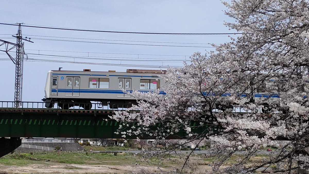 桜×西武鉄道 中野通りの桜はあと何回見れるのか。。 #西武 #西武鉄道 #西武新宿線 #西武池袋線 #桜 #いいねした鉄道ファン全員フォローする