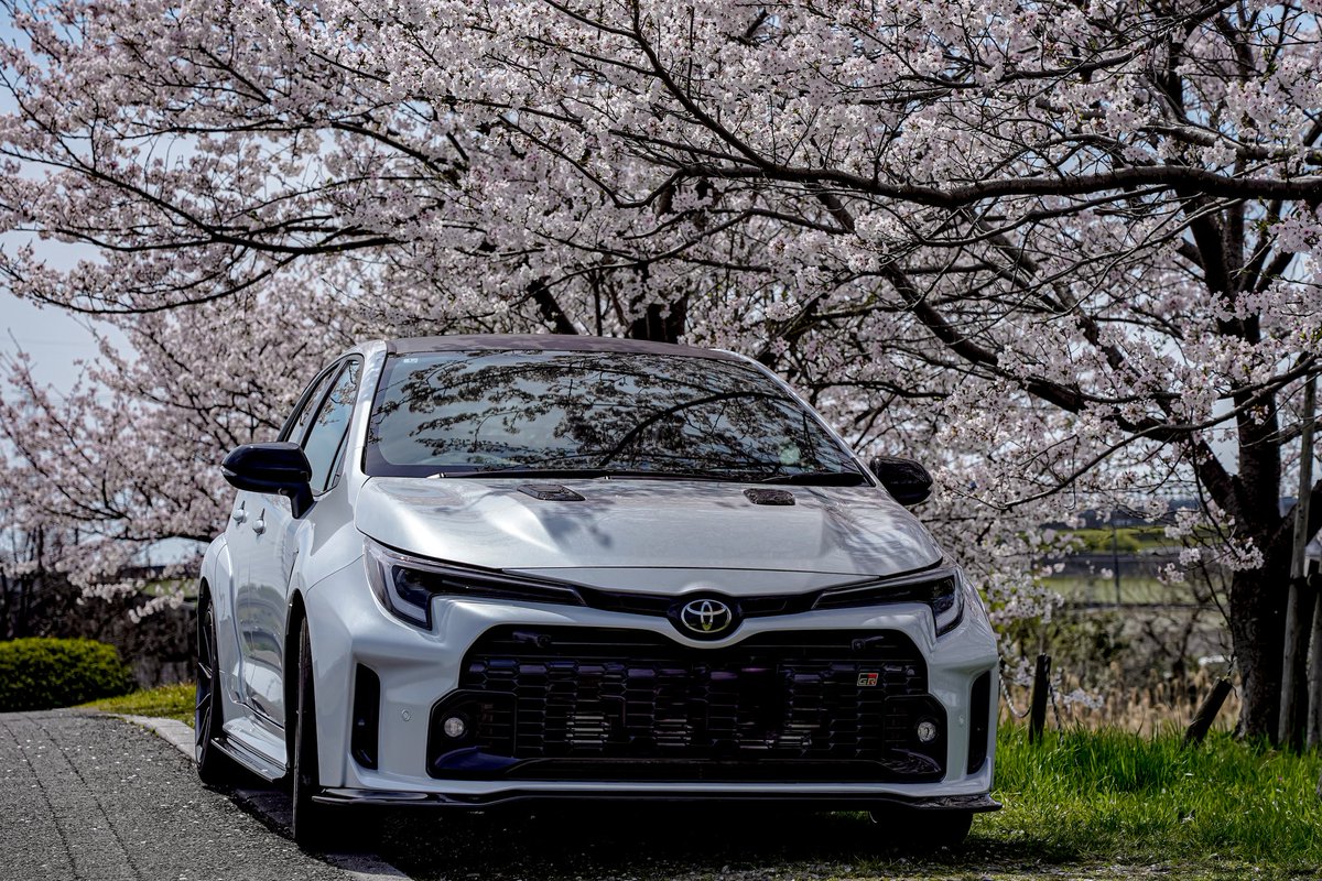 lilimal13s's tweet photo. 初めてカメラでカローラ撮った📸
#GRCOLLORA #cherryblossom https://t.co/UqbxTAGI7H