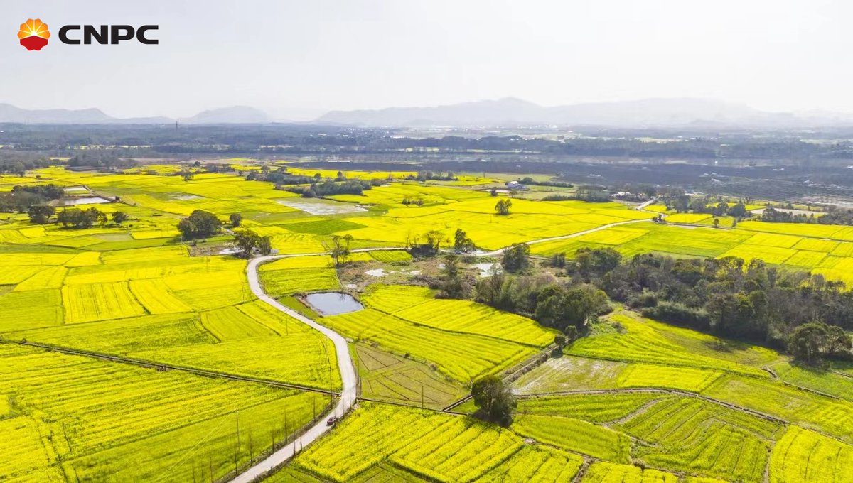 official_cnpc's tweet image. 🤩The rapeseed flowers are painting the landscape in vibrant hues! Hengfeng, Jiangxi, is flourishing with spring beauty, supported by #CNPC's assistance.🌻

With their county known as a rapeseed production hub, locals anticipate another bountiful harvest.🧑‍🌾 #SpringBloom #CSR