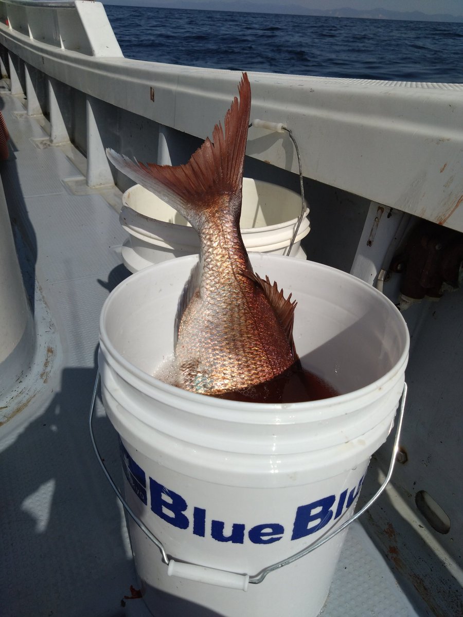 matumae_sakura's tweet image. 久しぶりのマダイ

＃BlueBlue
#BLACKKNUCKLE630
#FALLTEN