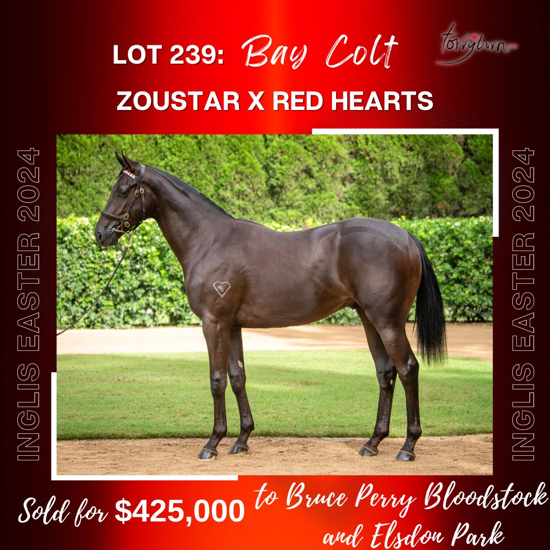 Great way to end our first day of the 2024 @inglis_sales Easter yearling sale, selling our colt by @widdenstud's Zoustar out of the Lonhro mare Red Hearts (Lot 239) for $425,000 to @Bpbloodstock and @ElsdonPark. #RaisedWithHeart❤️