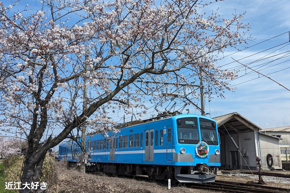 桜が満開でした！！で、いつの間にか付いているびわこ京阪奈鉄道のヘッドマーク！
 #近江鉄道
 #びわこ京阪奈鉄道ヘッドマーク掲示