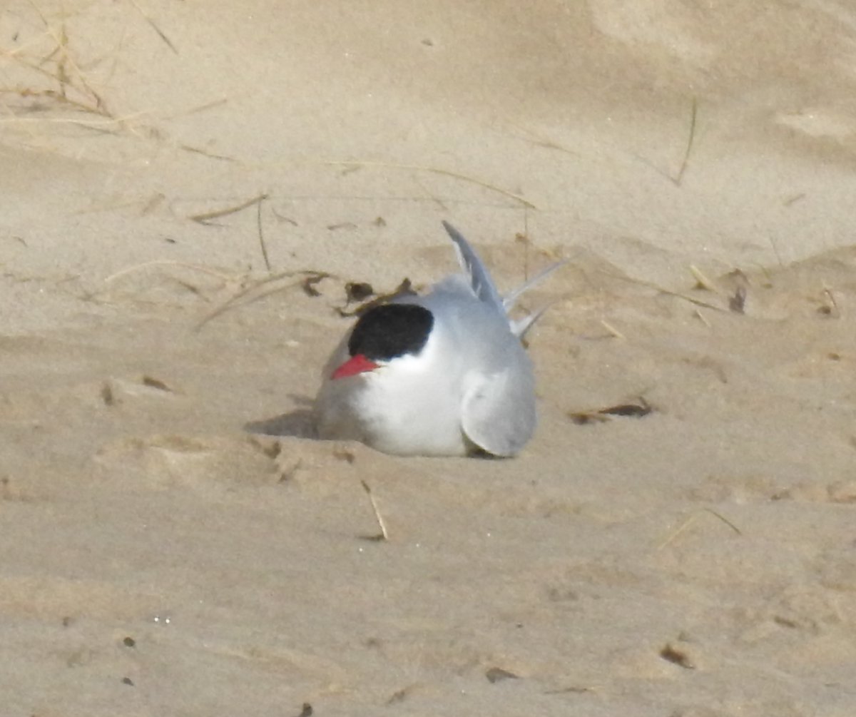 Arctic Tern on Warkworth Beach this morning. This is the earliest in Northumberland since 2017 and misses the all time earliest by just 5 days.  A Common Sand nearby also an early one, Wheatear, Swallow, Sandwich Tern, feels like spring??? <a href="/NTBirdClub/">Northumberland & Tyneside Bird Club</a>