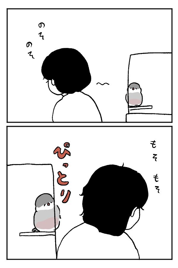 ケージ越しでも寄り添ってくれる文鳥さん 