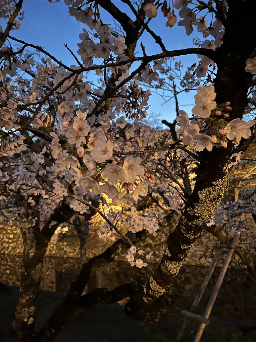 彦根城の綺麗な桜
