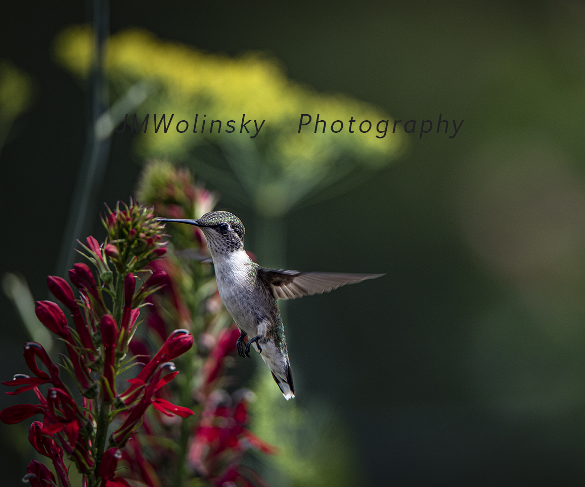 #Hummingbird-Another visit to the #Gardens This little guy was a frequent visitor to my #backyardgardens. I have many #Cardinal plants (#lobelia) planted in various gardens at our house. T