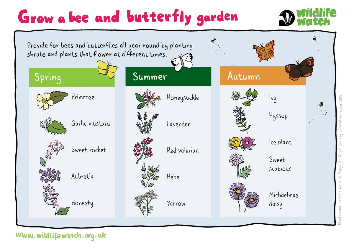 Plant these to get your garden buzzing with pollinators. 👇 wildlifetrusts.org/actions/best-p…