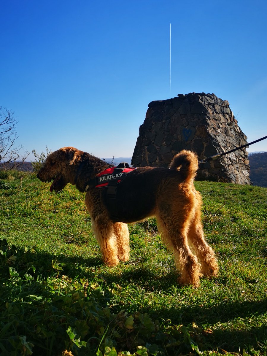 Spent the weekend conquering mountains and ruins like a true adventurer! The view was paw-some, the smells were exquisite, and the breeze... oh, the breeze! Living my best dog life, one mountain at a time! #MountainDog 🐾🏰 #AiredaleTerrier #DogLife