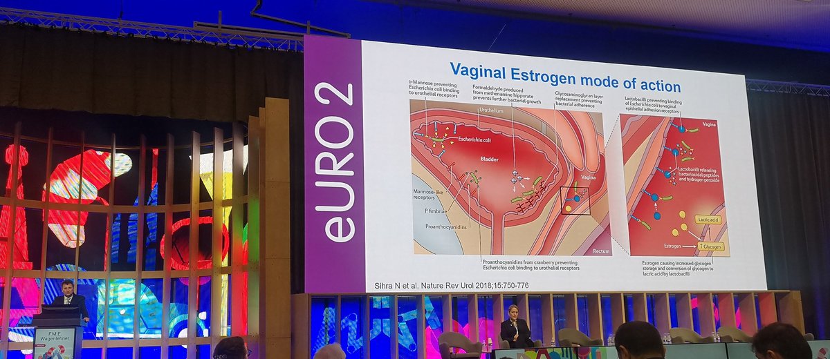 #EAU24 Estrogens and other compounds mechanism for reduce recurrent urinary tract infections