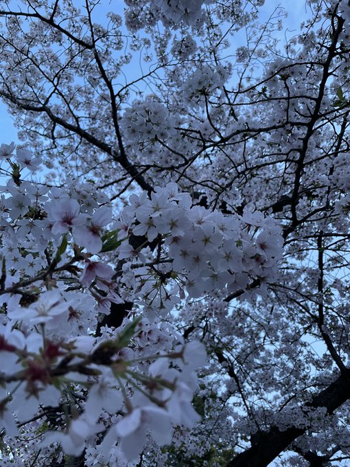 夕暮れ時の桜 