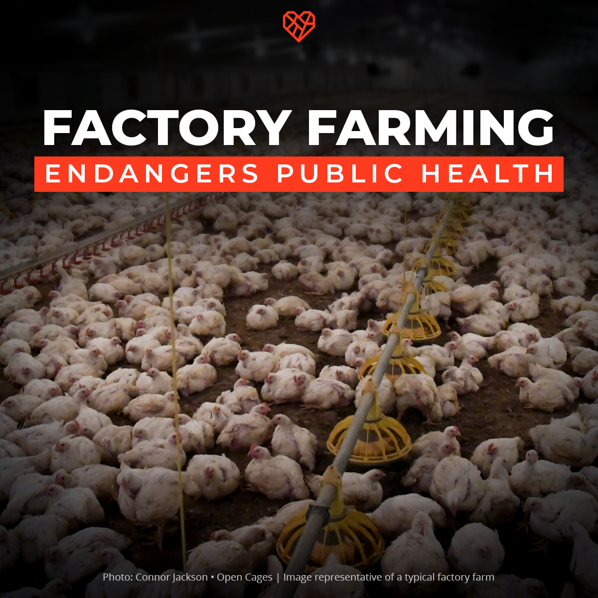 Remember the pandemic? To put it lightly, it sucked. But what stops it from happening again? Factory farming poses a significant risk, creating a breeding ground for diseases, antibiotic-resistant bacteria, and viruses. We must rethink our food system. 🌍🚫🐔 #WorldHealthDay