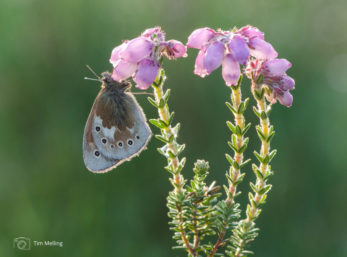 This #PeatFreeApril we're celebrating brilliant bogs! 🌱 Peatland Restoration Project Officer, Polly Phillpot explains just how important peatland habitats are for the UK’s butterflies and moths and why going #PeatFree is vital. Read here 👉 butterfly-conservation.org/news-and-blog/…