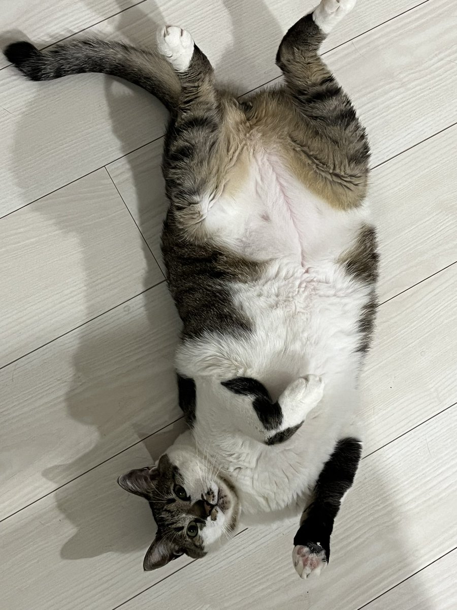 aik0_3's tweet photo. 腹が減ったぞ、飯はまだか

のポーズ

#うちのねこ  #猫のいる暮し https://t.co/SkMhAGD2Gq