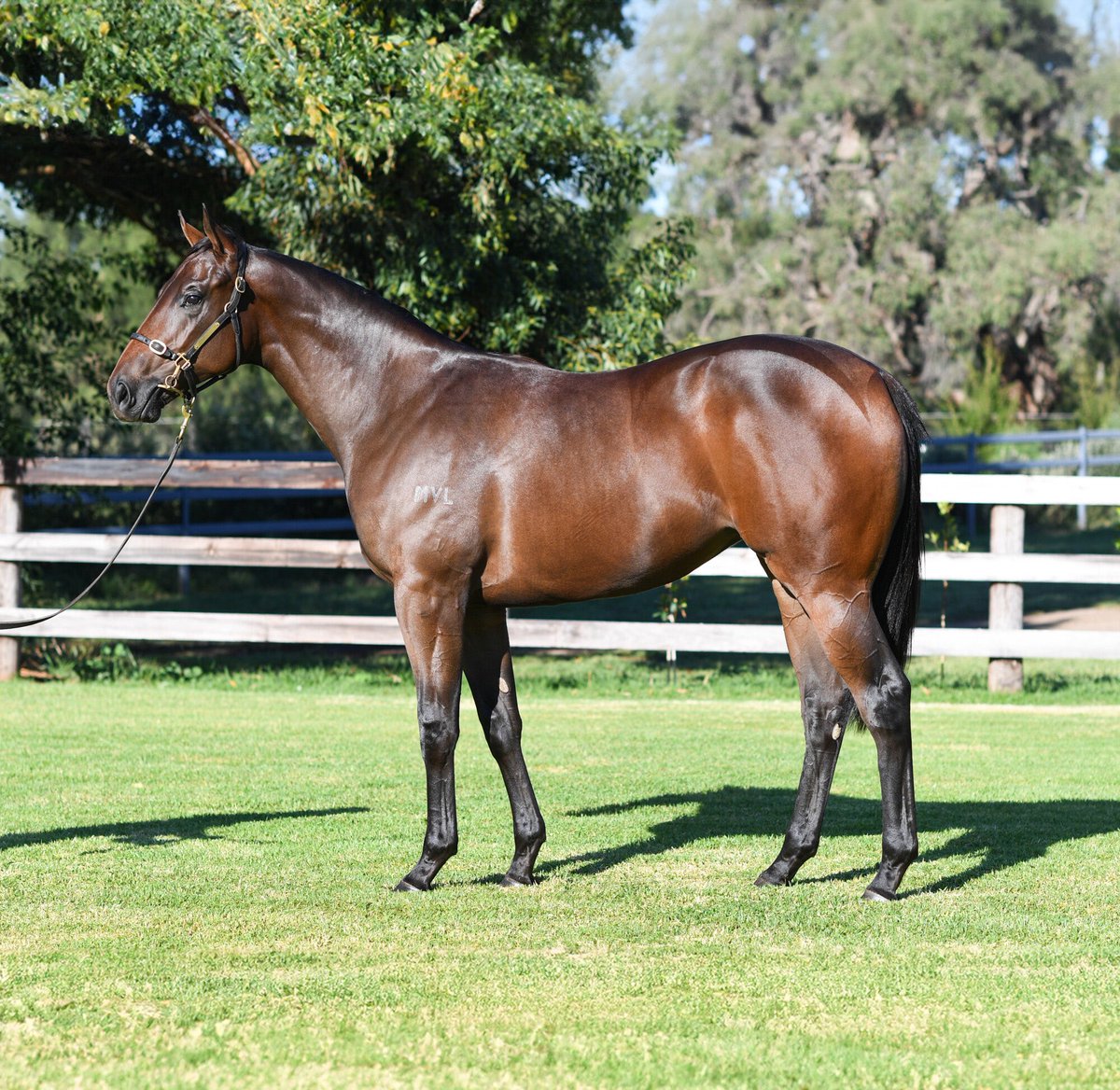 We’re thrilled to have secured the FARNAN filly ex Priestess from Alma Vale & Kitchwin Hills’ draft. She was bought for $360k in conjunction with the highly successful Griffiths De Kock stable. #KiaOraStallions