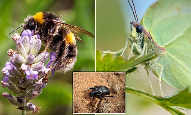 Spring is upon us... and these are eight of the weirdest bugs you can find in YOUR garden (including a wasp that turns labybirds into zombies) trib.al/WiYqG4W