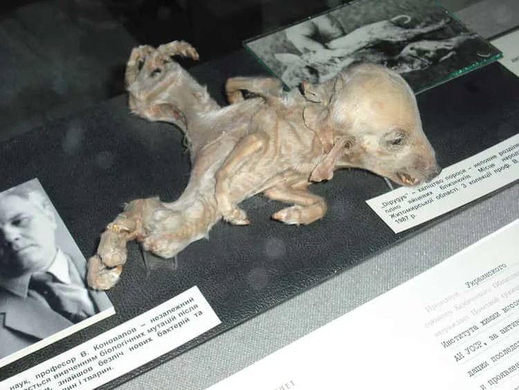 @creepydotorg Piglet Mutation From Chernobyl Exclusion zone