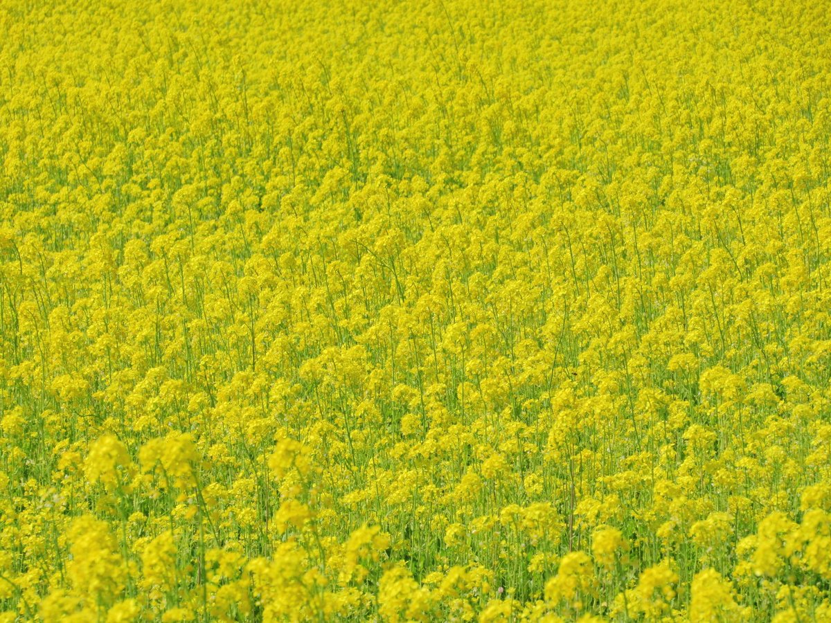 鯖江市で見つけた新幹線が見える菜の花畑。
予想以上に素敵な畑でいい香りもしました✨
#エコファーム舟枝
#はんざき畑