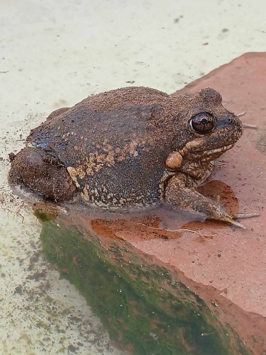 saw a big one under the wood pile