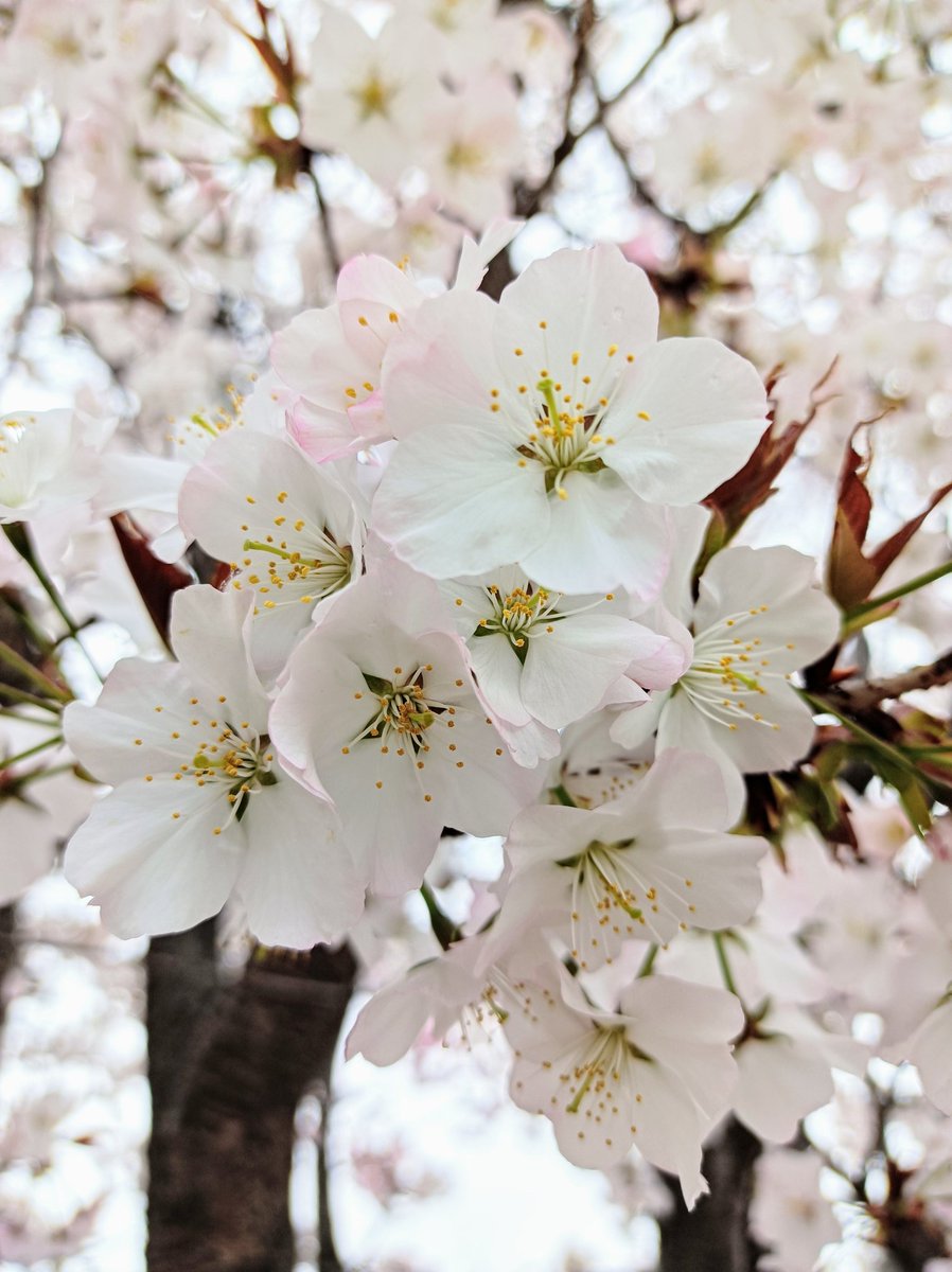 花見…  夢見…
桜満開…  夢幻の如く…
#素敵な奮闘途中の人々🕊️
#穏やか奮闘途中の日々🩷