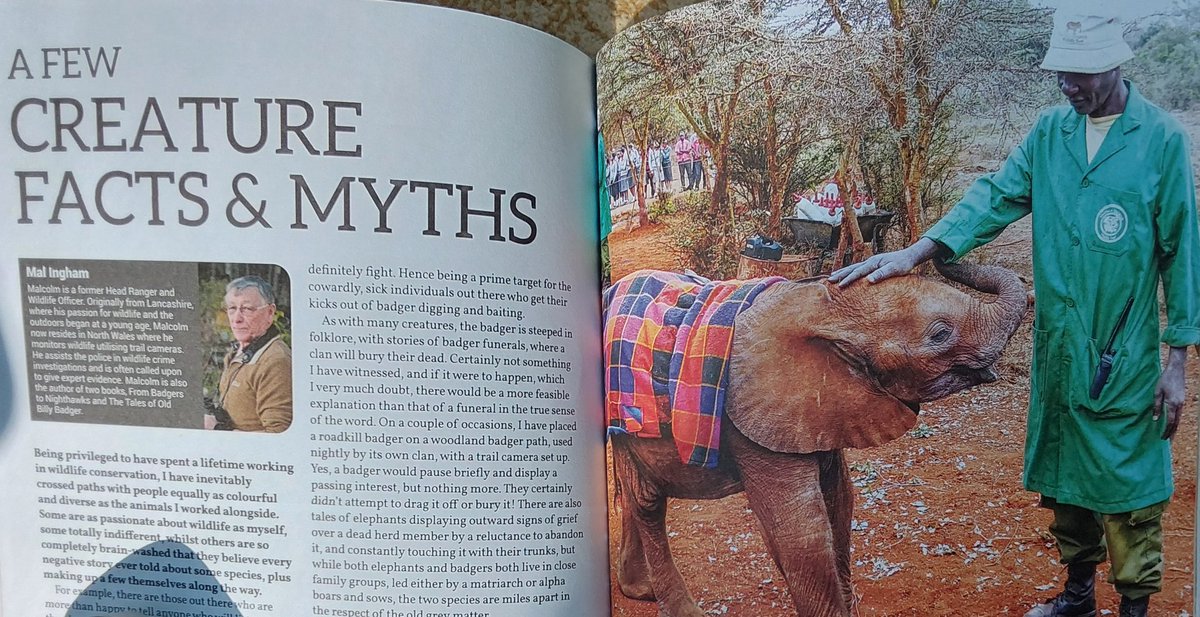 My latest article,'Creature, Facts & Myths,' is now out in issue 106 of Bushcraft mag. Book 3 'From Otters to Badger Baiters' out around June/July & now working on book 4.👍🦡🦦🐘📖