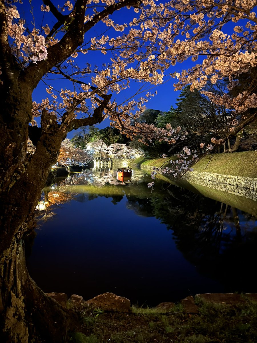 ここより綺麗な桜ありますか？
 #バズれ