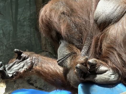 En ce moment sur HENRI, 'L'anniversaire de Nénette', film inédit proposé par Nicolas Philibert sur la vedette de la ménagerie du Jardin des Plantes à Paris, pour prolonger sa rétrospective à la Cinémathèque. cinematheque.fr/henri/film/154…