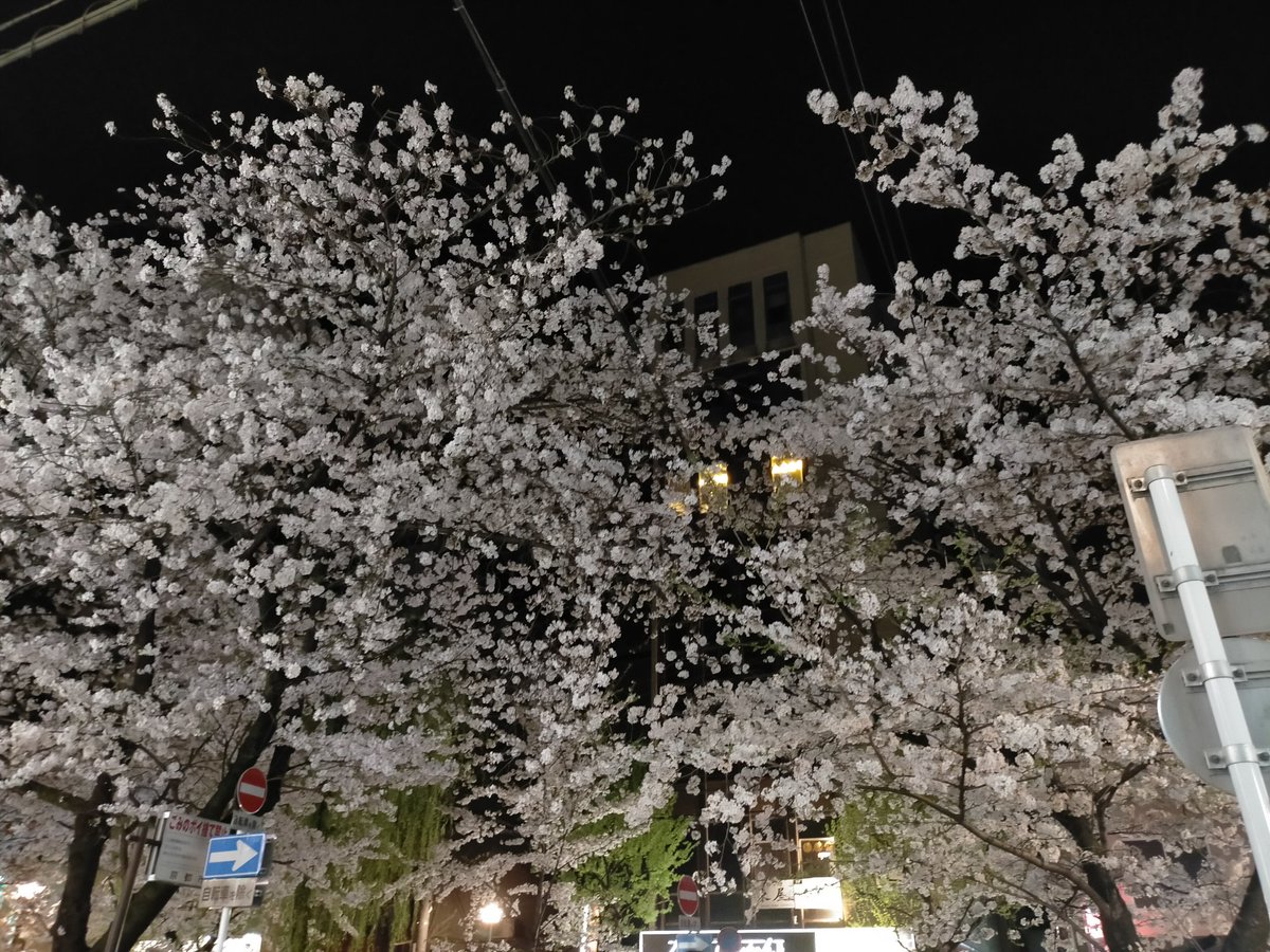 京都高瀬川の夜桜
いと美し😍
