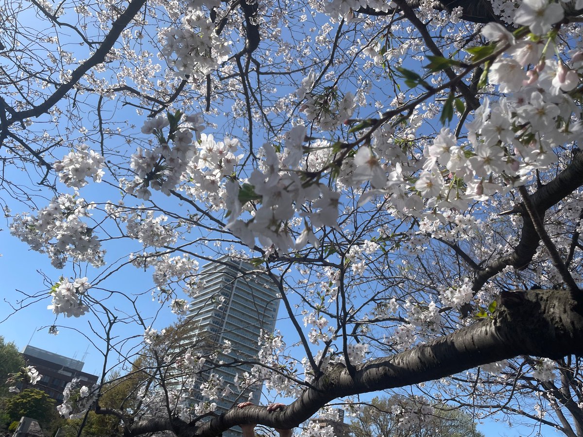 yishizu0's tweet photo. #TokyoAECDev
クリスマス、花見、季節感じて、良き。青空の下の桜、綺麗だった。 https://t.co/qi2acl1on9