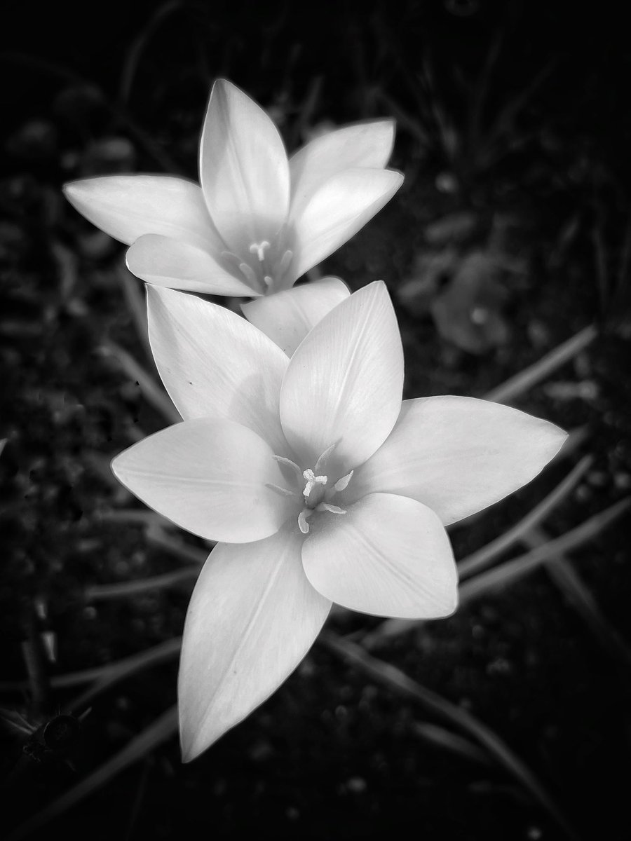 A smile, life’s blossom 🖤 #ThePhotoHour #mobilephotography #blackandwhite