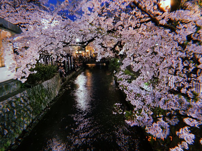 ほんとに楽しかったです、今日はありがとうございました!!こんな桜まみれの京都あと何回見られるかわからないのでお裾分けさせてください 