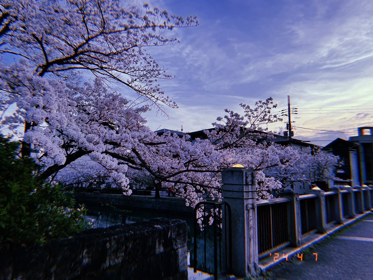 「ほんとに楽しかったです、今日はありがとうございました!!こんな桜まみれの京都あと」|JOY君🌈防人B14/電子観艦式2のイラスト