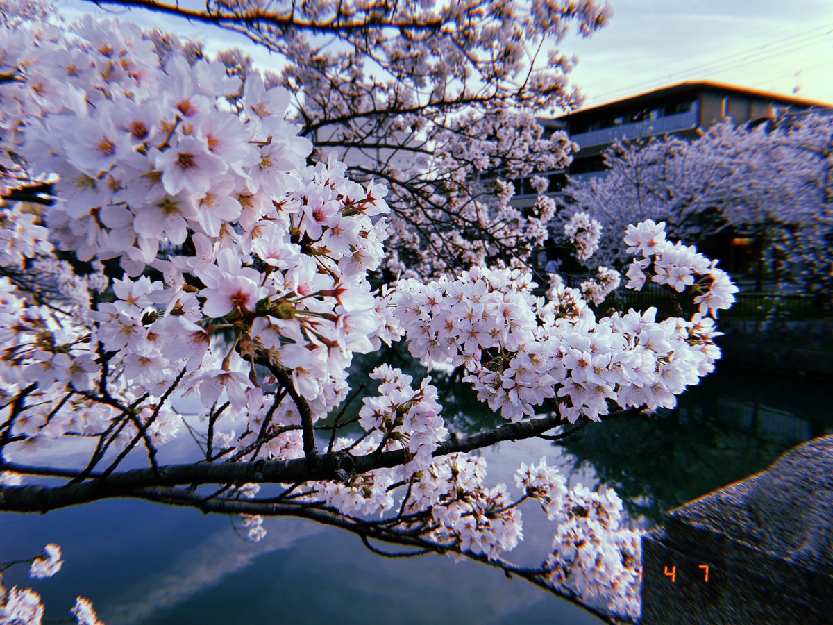 「ほんとに楽しかったです、今日はありがとうございました!!こんな桜まみれの京都あと」|JOY君🌈防人B14/電子観艦式2のイラスト