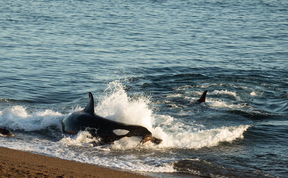 Good Morning ☀️ Orcas @ Punta Norte - Patagonia Argentina 🇦🇷 #orcas #freeorca #killerwhale #wildlife #madyn #chubut #patagonia