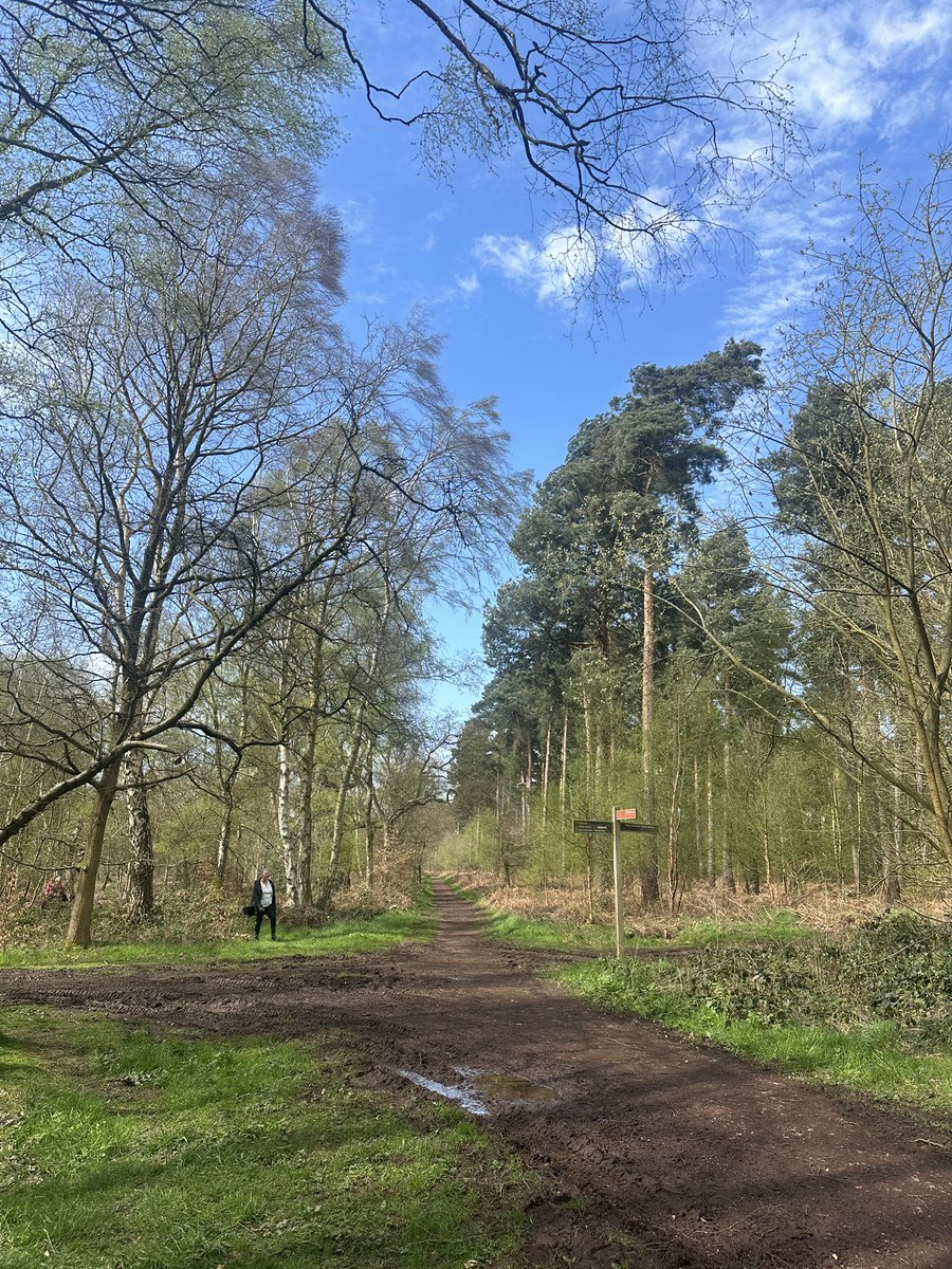 A beautiful Saturday afternoon for a walk at Sherwood Forest and @RSPBSherwood