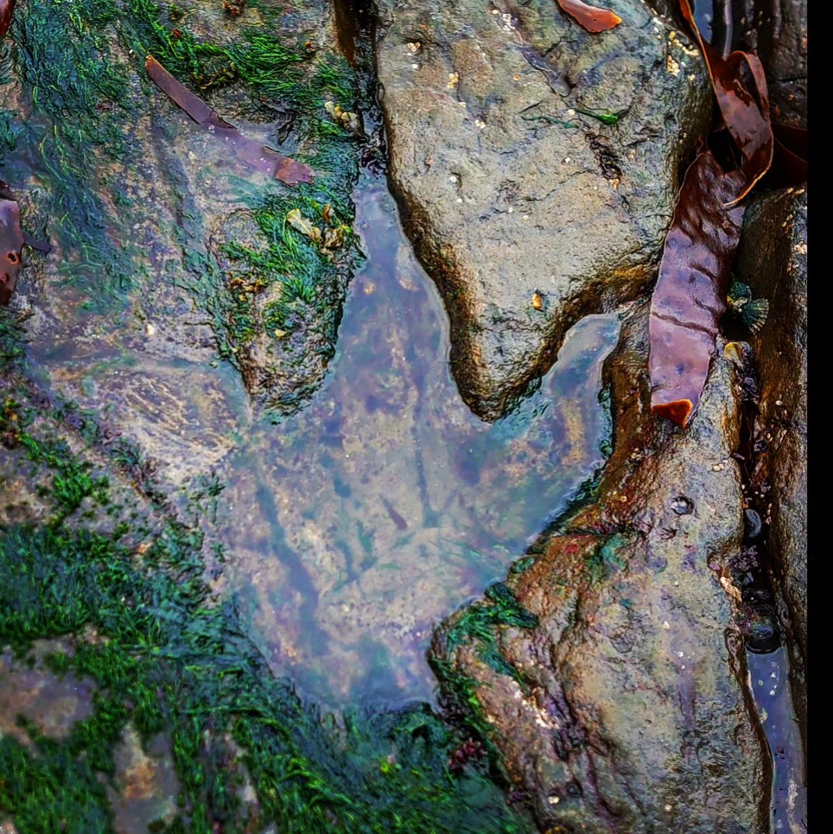 Dinosaur footprint 🦖 
🗺📍
#skye #scotland
📸
#ancorranbeach
♯
#travel #adventure #99countries #jurassic #visitscotland #geology #beach #seaweed #rockpool #dinosaur #dinosaurfootprints #Megalosaurus #yourshotphotographer
👀
@visitscotland 🇬🇧
@NatGeoPhotos 📰