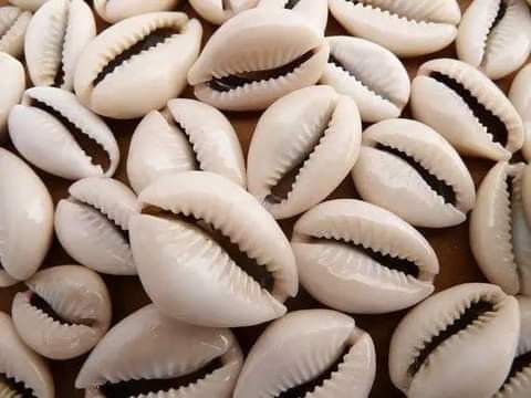 #NaijaFarmerTips

I'm sure you'd have seen COWRIES in movies, on people's hair as accessories even just anywhere. Some of you would have asked what the usefulness or benefits of using COWRIES

Let's dive in a bit

COWRIES were a form of currency, it symbolizes prosperity, wealth,