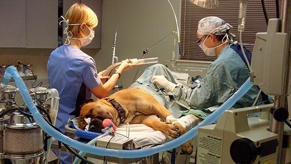 Kısırlaştırma yalan! 2 saat süren ameliyat ve 1 haftalık klinikte iyileşme süreci ile 15 milyon başıboş köpek için hiçbir ülke baş edemez! 

  Osman Doğan #KademeliEmeklilikHakkımızdır Resmi Gazete'de Ülkü Ocakları #ÖğretmenTekYürek
