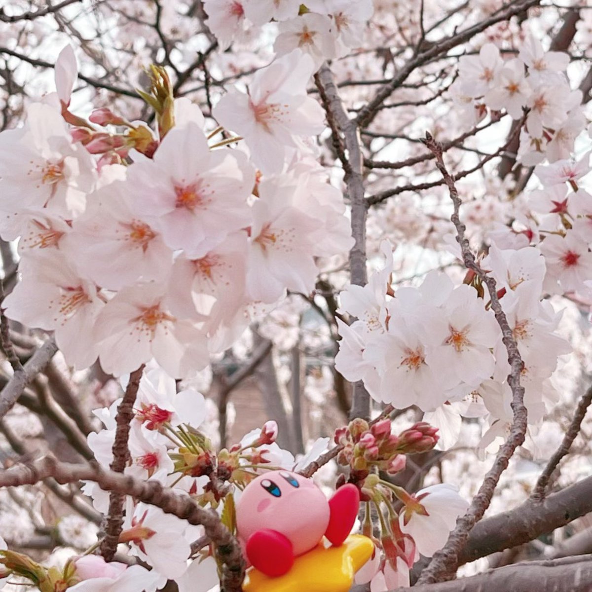 どんな桜よりカービィちゃんのシャクレの方が綺麗だよ…(  ᷄ᾥ ᷅ ︎🫶🏻)
