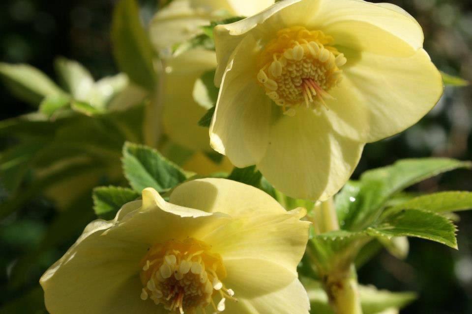 I got a few more hours in my garden yesterday…I am becoming a recluse!! But I did manage to capture a selection of my glorious Hellebores..I just love them and they thrive here…