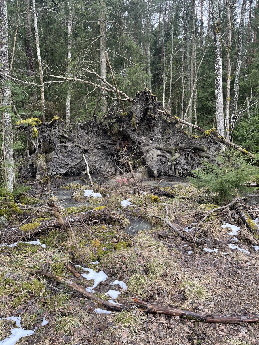 Vad gör jag ens ute i någonting så fult som en skog.