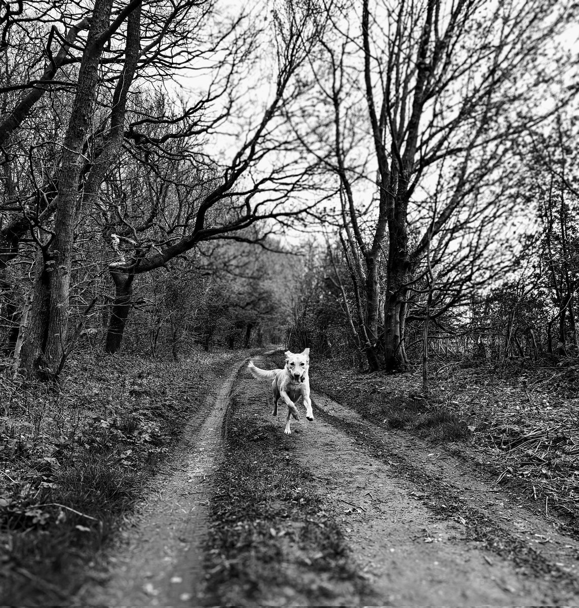 Chris Ramsay tweet media