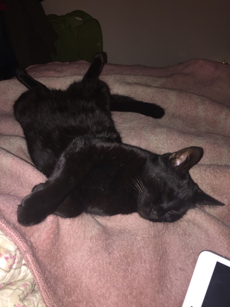 Black cats are not bad luck (@visualscat) on Twitter photo 