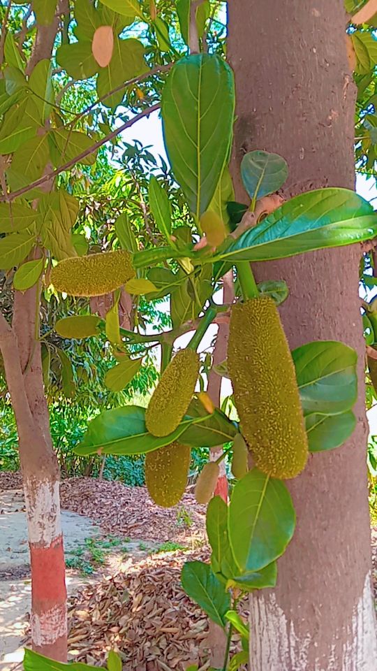 anjanikumar90s's tweet image. #NativePlace
PC-  Family WA group